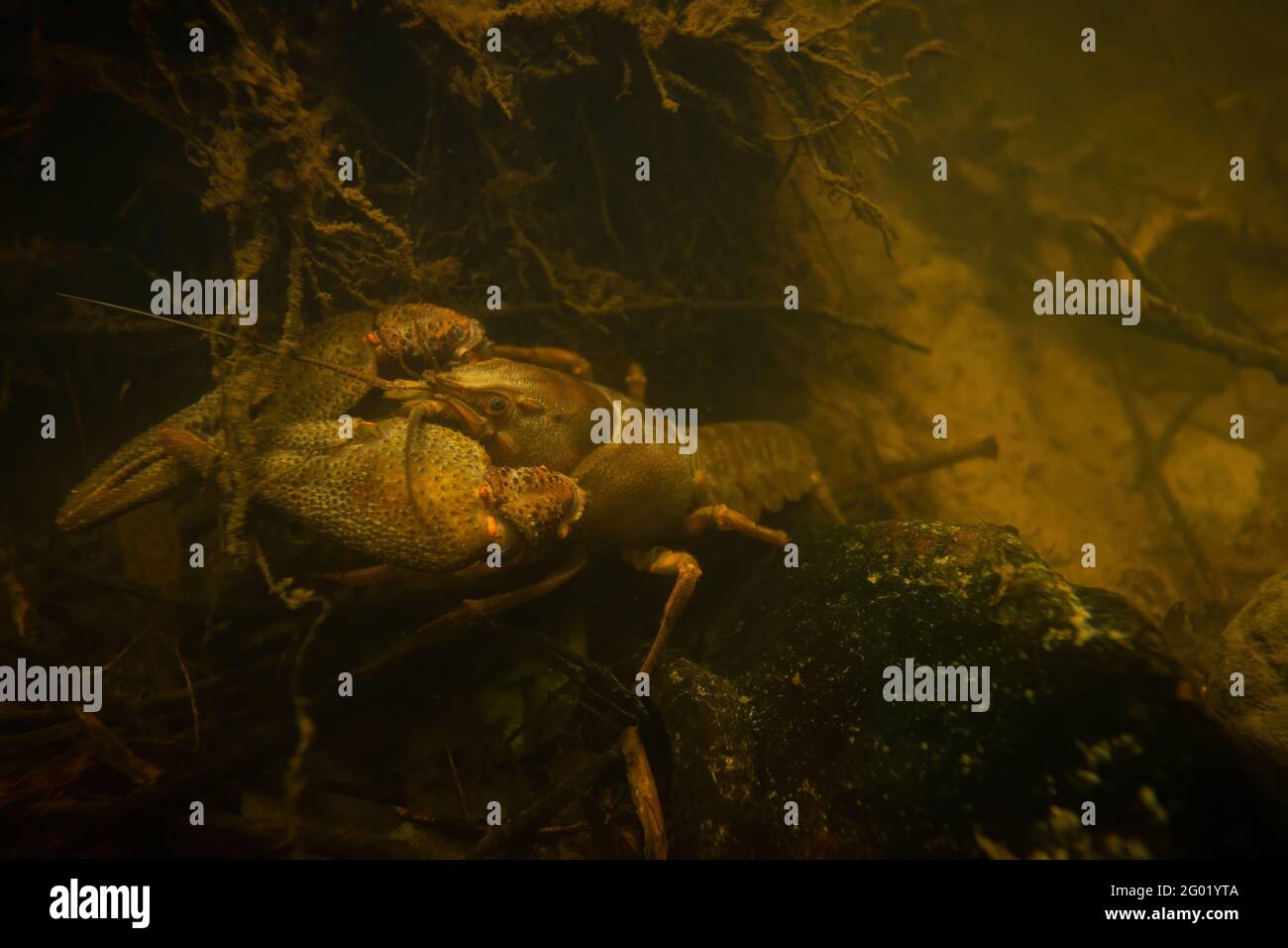 Endangered broad-fingered crayfish with big claws underwater on rock in stream Stock Photo
