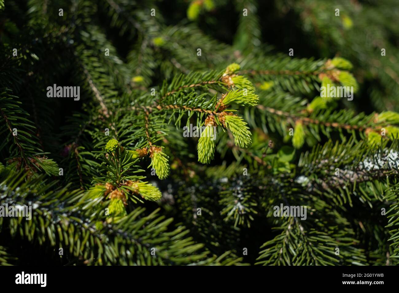 Fresh green spruce tips are new spring growths at the end of a branch. Rich in vitamin C. Stock Photo