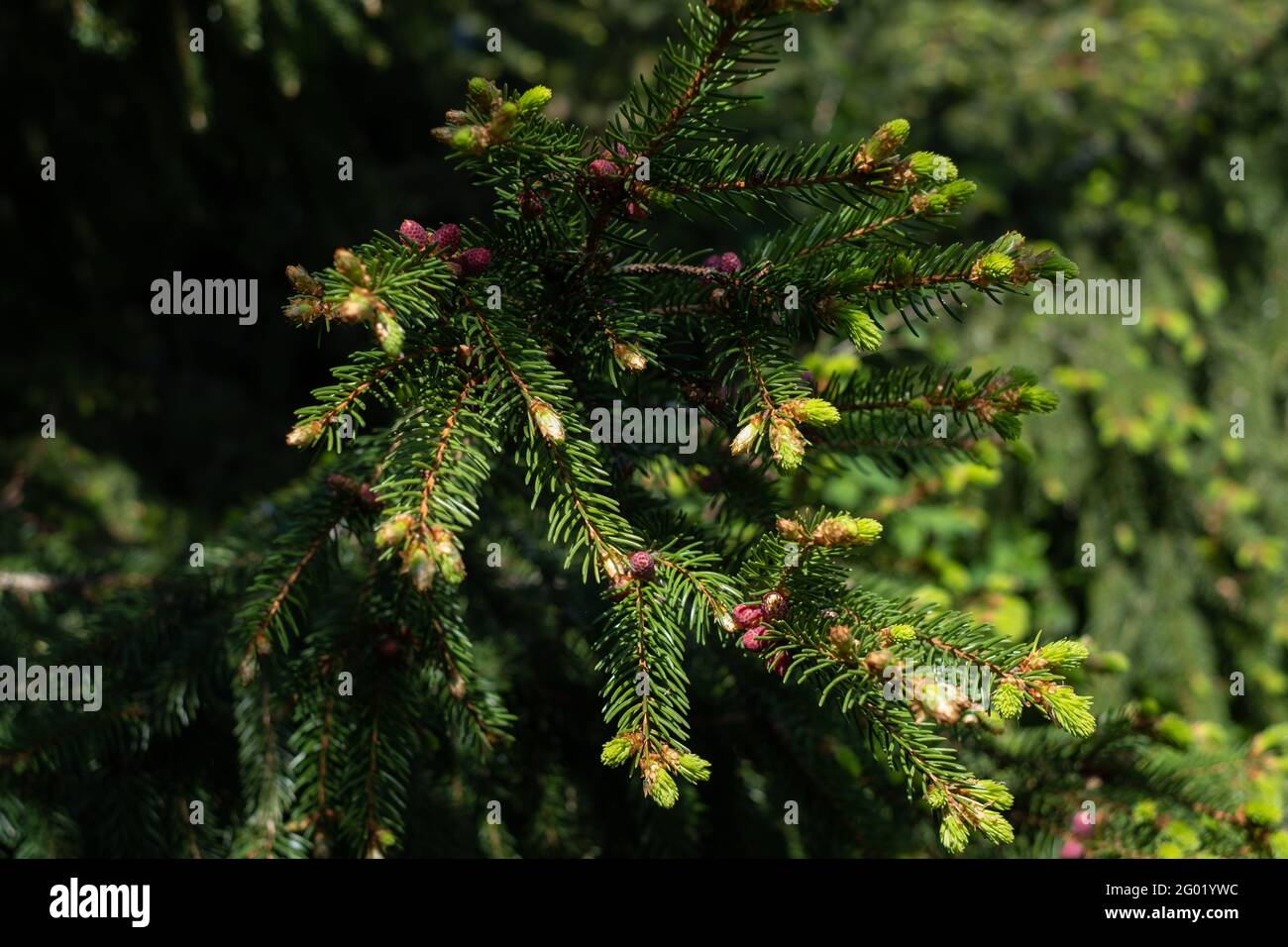 Fresh green spruce tips are new spring growths at the end of a branch. Rich in vitamin C. Stock Photo