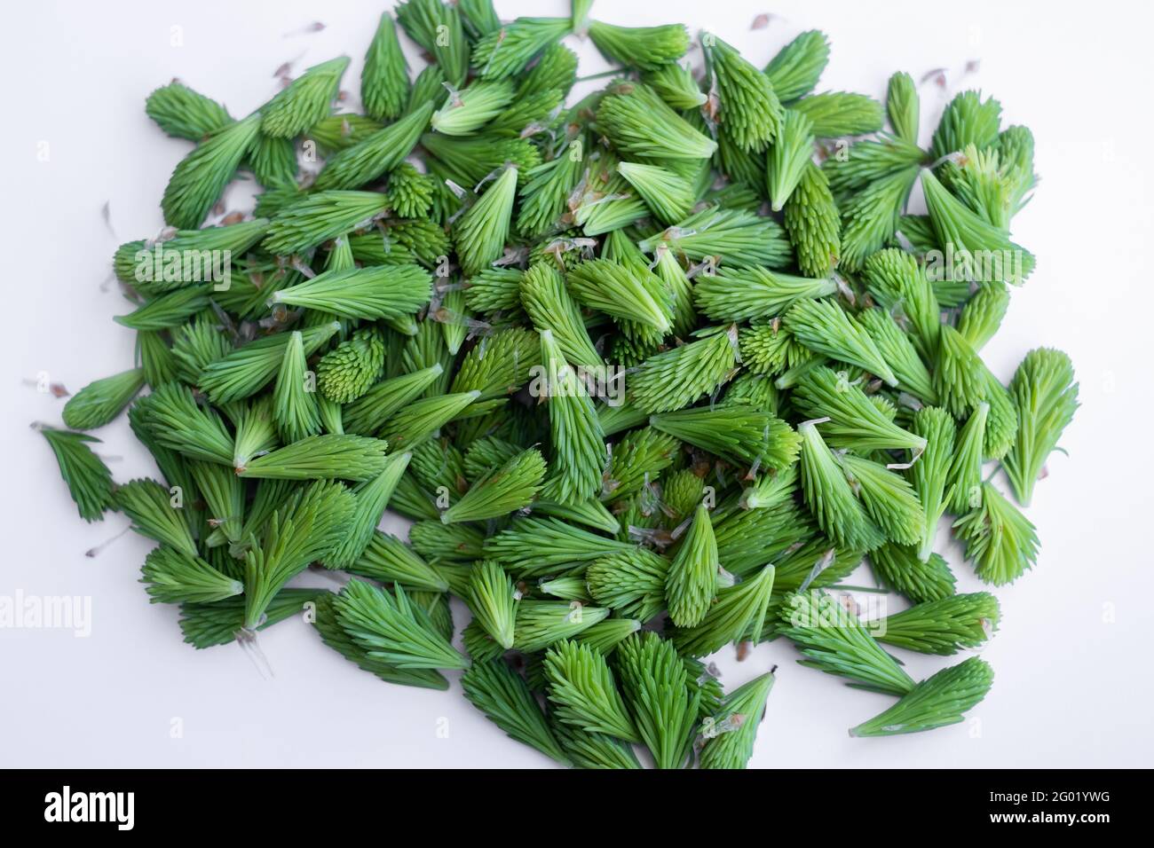 Fresh green spruce tips are new spring growths at the end of a branch. Rich in vitamin C. Freshly picked on white background. Stock Photo