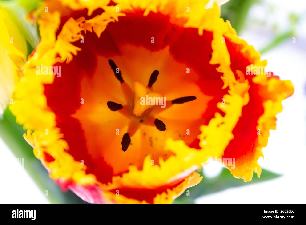 A parts of beautiful Red and yellow tulip on blurred background Stock ...