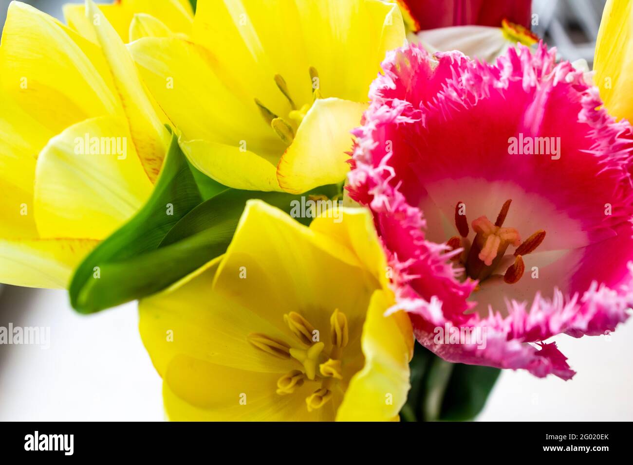 Close-up beautiful yellow and pink tulips on the background Stock Photo ...