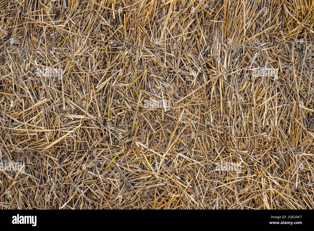 Straw, Dry Straw, Hay Straw Yellow Background Texture Stock Photo - Image  of feed, farm: 112238112