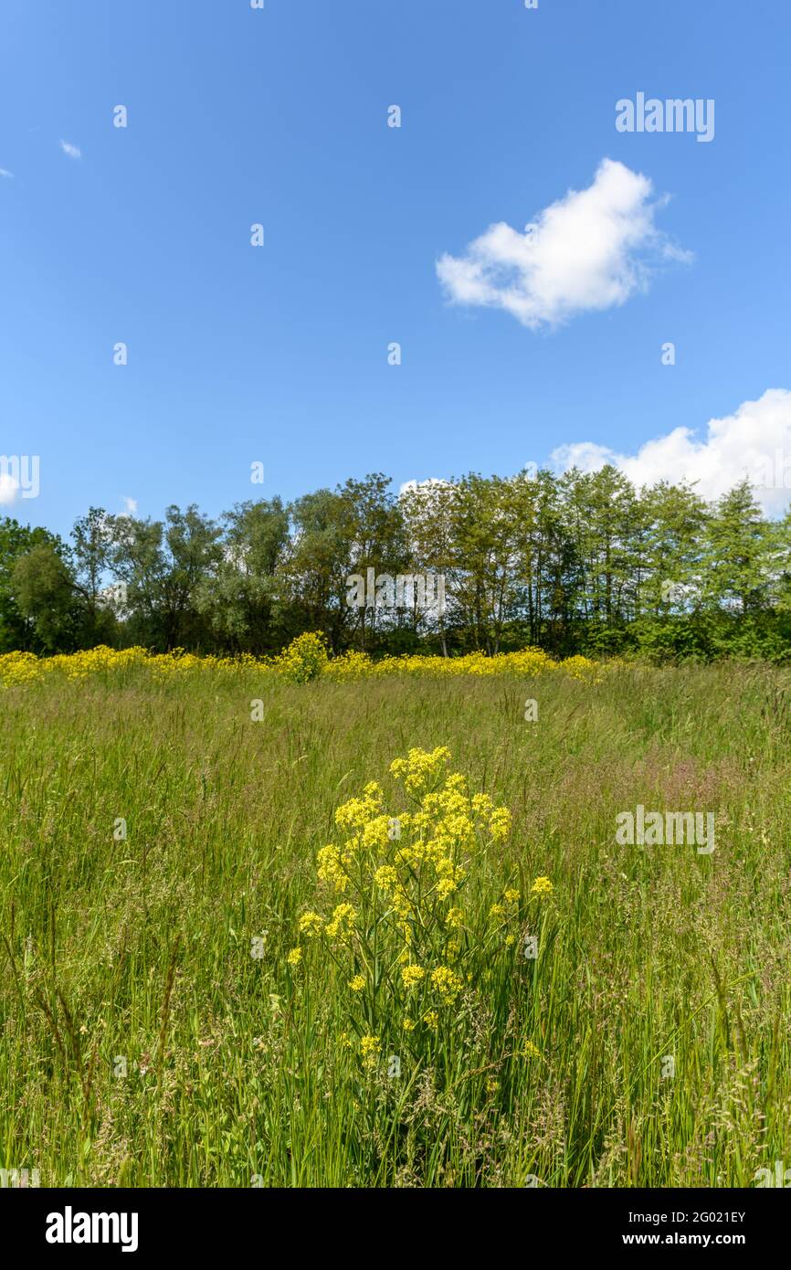 Natural Spring France Trees along a river in spring. France Stock Photo - Alamy