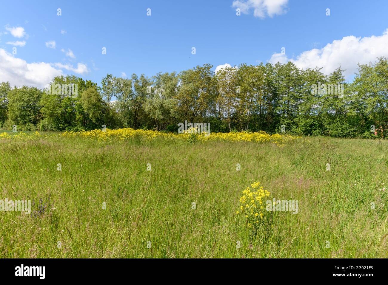 Natural Spring France Trees along a river in spring. France Stock Photo - Alamy