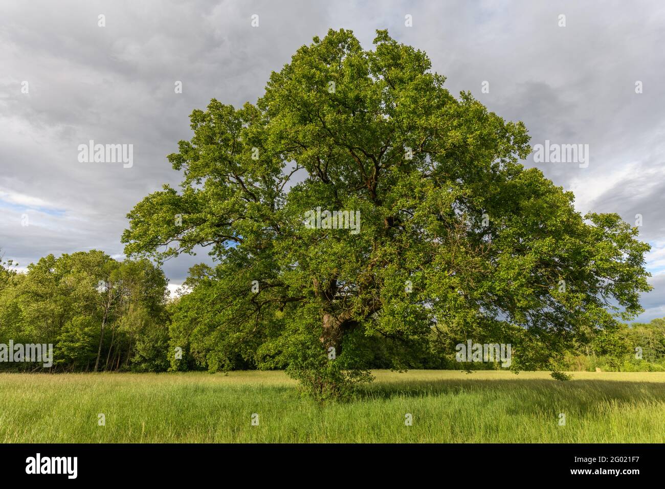 Large oak tree in a clearing in spring. France, Alsace Stock Photo Alamy