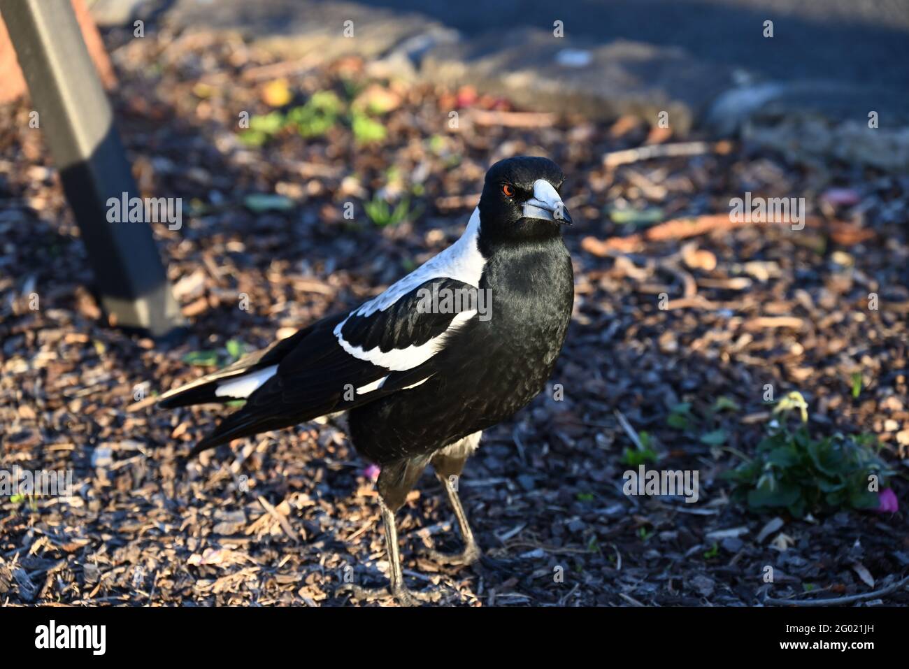 Closeup of an Australian magpie standing in the middle of a garden bed at dusk Stock Photo