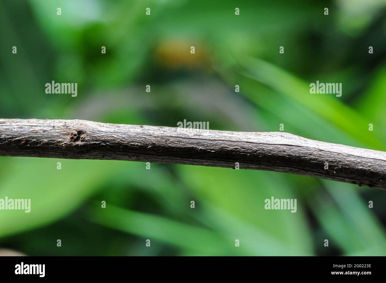 Dry tree trunk with green leaf background Stock Photo