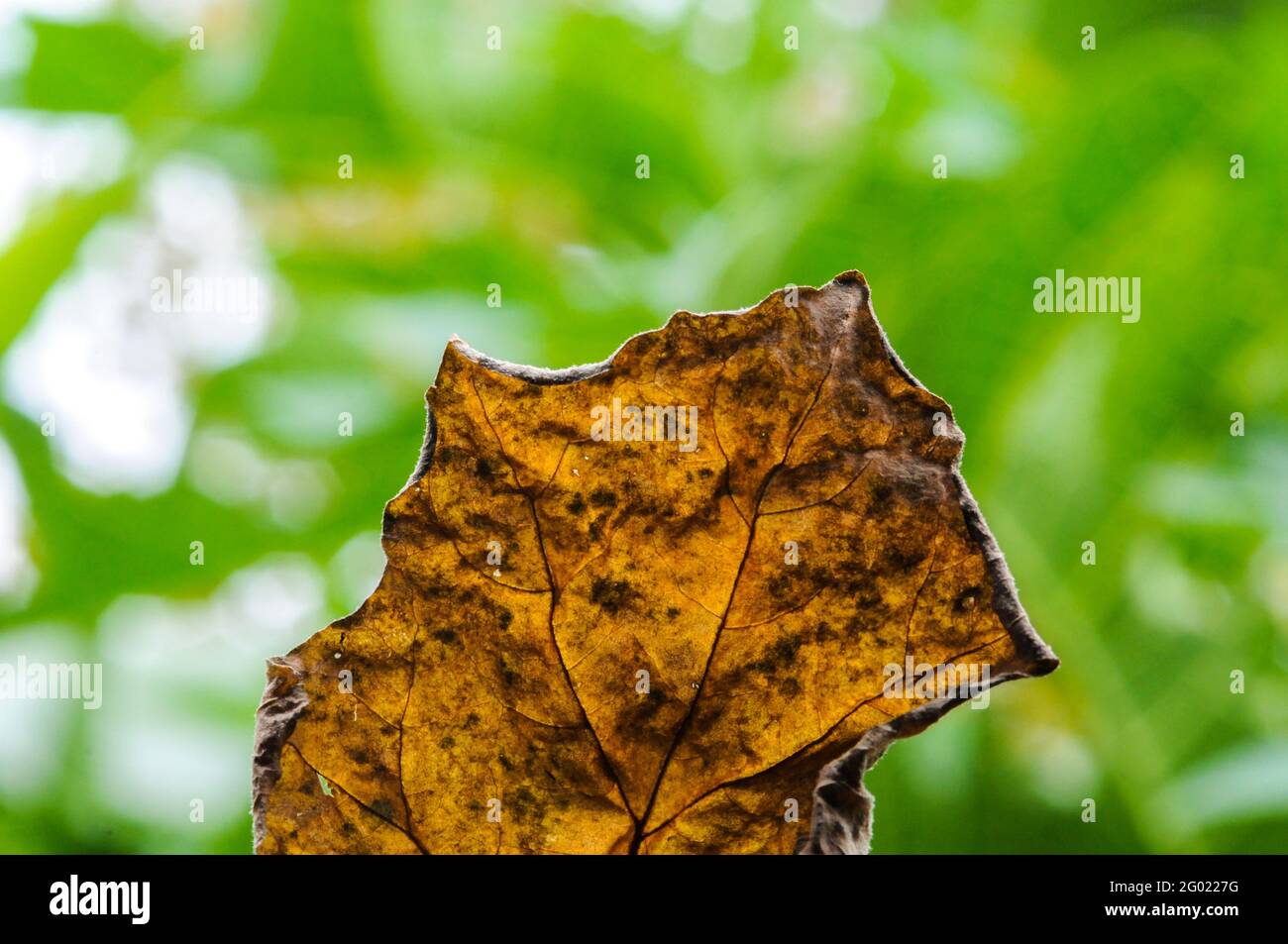 Dry leaves hanging on tree branches Stock Photo