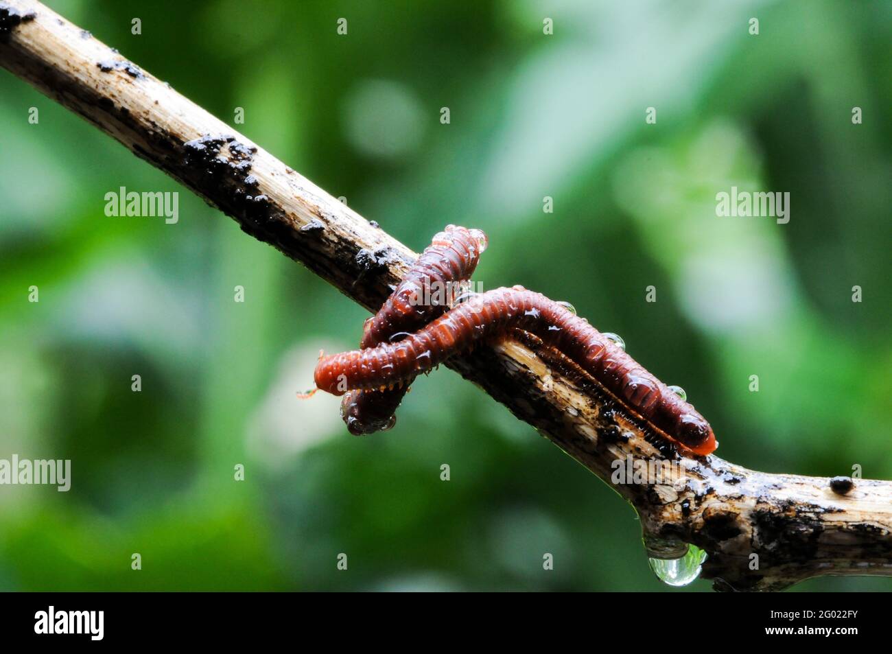 Giant millipede in branch and leaf of tree, macro photography of insect in the forest Stock Photo