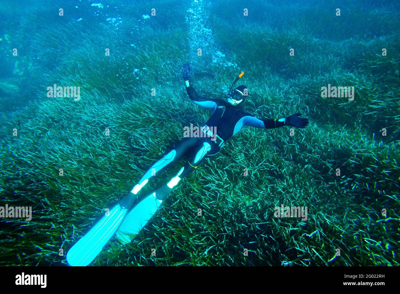 France, Corse du Sud, diver and salema fish bank, underwater view Stock  Photo - Alamy