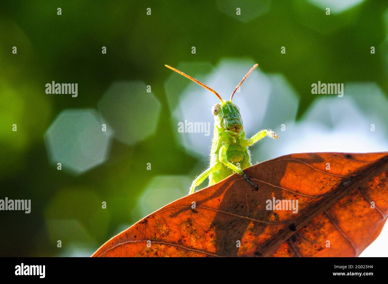 Green grasshopper hiding on the leaf against green nature background Stock Photo