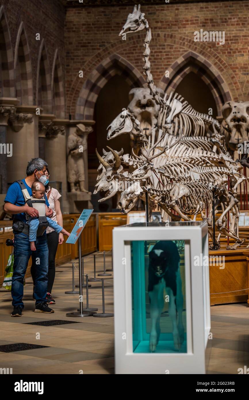 Oxford, UK. 30th May, 2021. Calves in formaldehyde by Damien Hirst promote an exhibition on meat consumption in front of skeletons of living animals - People of all ages enjoy a Bank Oxford, UK. 30th May, 2021. Calves in formaldehyde by Damien Hirst promote an exhibition on meat consumption in front of skeletons of living animals - People of all ages enjoy a Bank