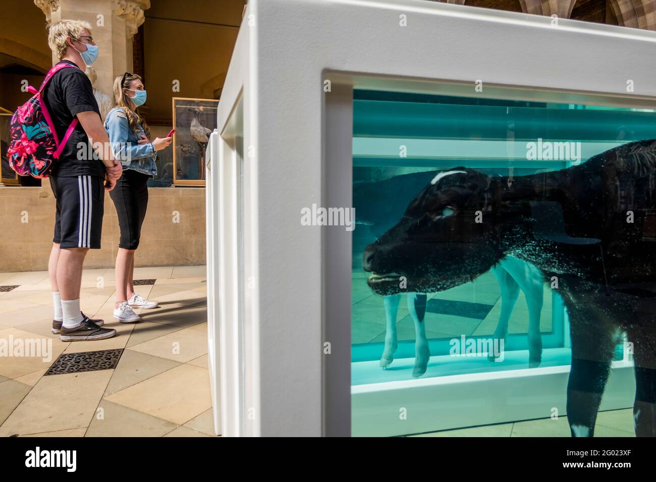 Oxford, UK. 30th May, 2021. Calves in formaldehyde by Damien Hirst promote  an exhibition on meat consumption in front of skeletons of living animals -  People of all ages enjoy a Bank