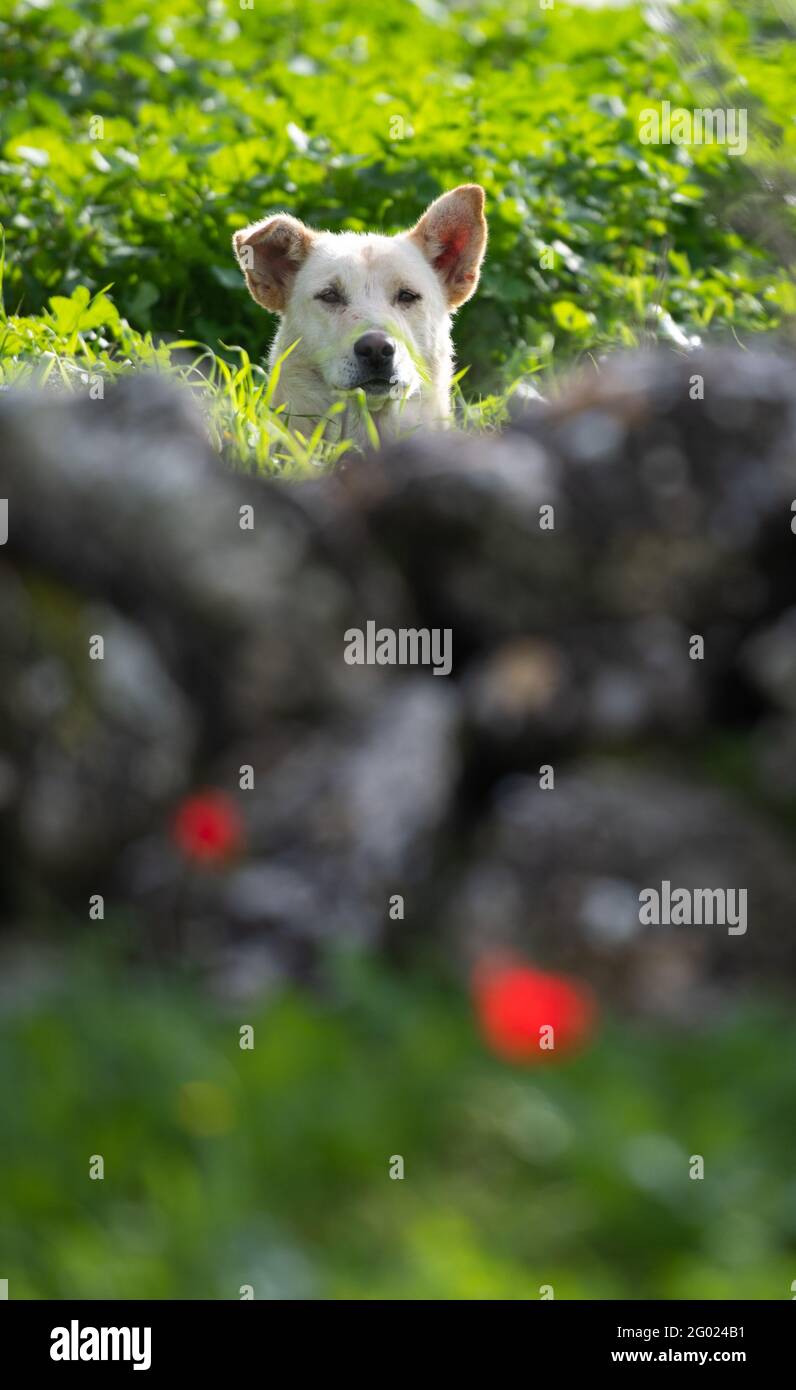 White shepherd dog looking at the camera Stock Photo