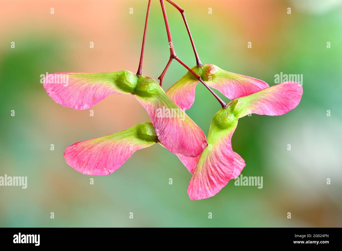 Red and green winged fruits and seeds of maple tree, Acer palmatum