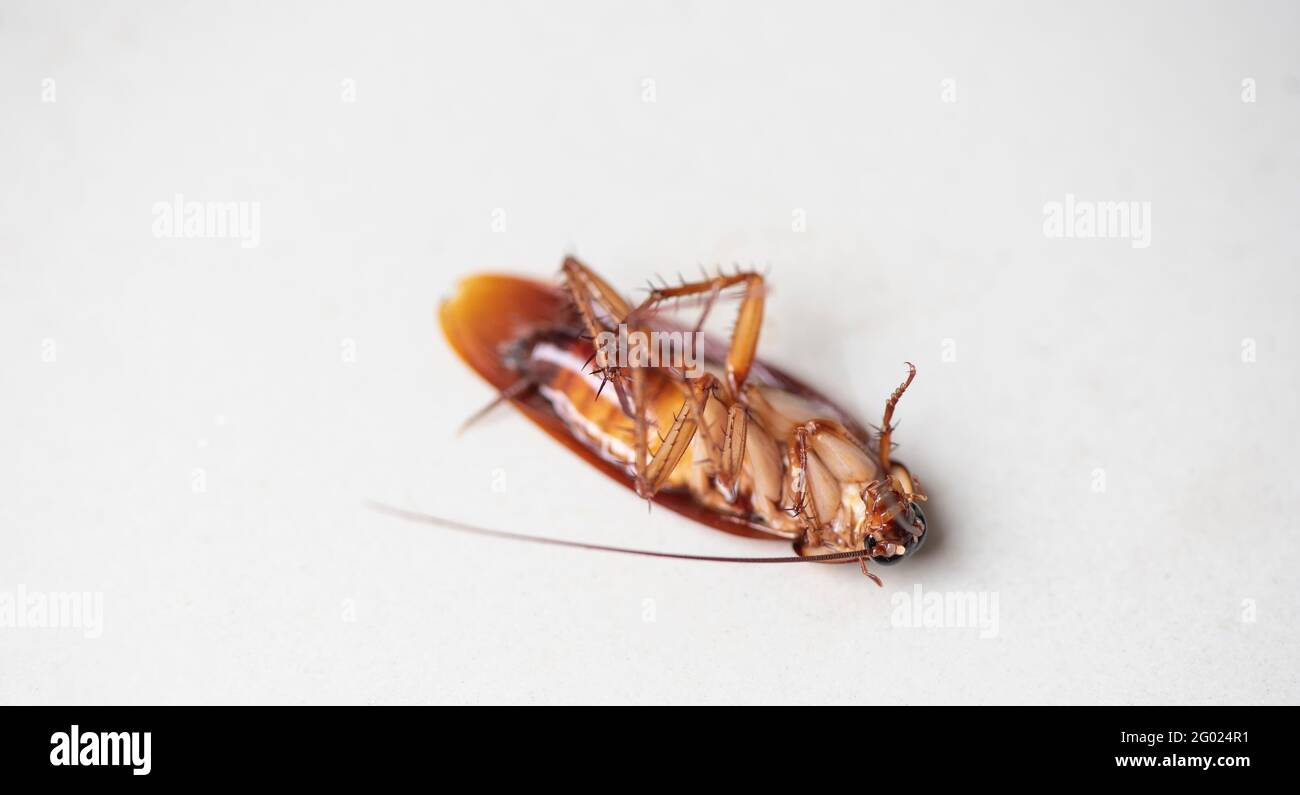 Cockroach on white background, insect cockroaches dead on floor in home ...