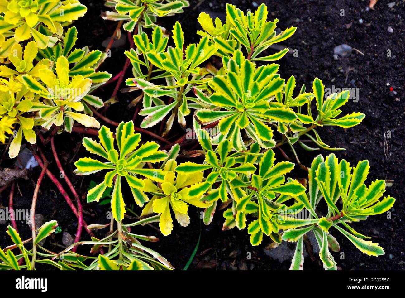 Middendorf sedum variegated (Sedum middendorfianum Variegatum) - ornamental stonecrop succulent plant for alpine garden landscaping. Beautiful plant Stock Photo
