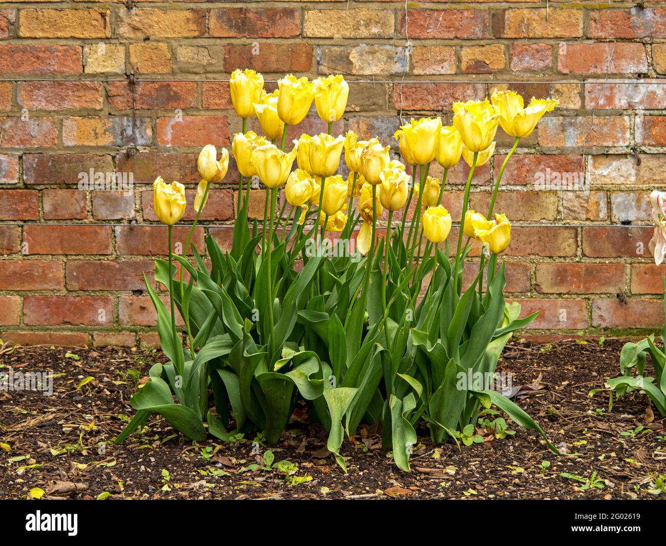 Yellow tulips flowering in a walled garden Stock Photo - Alamy