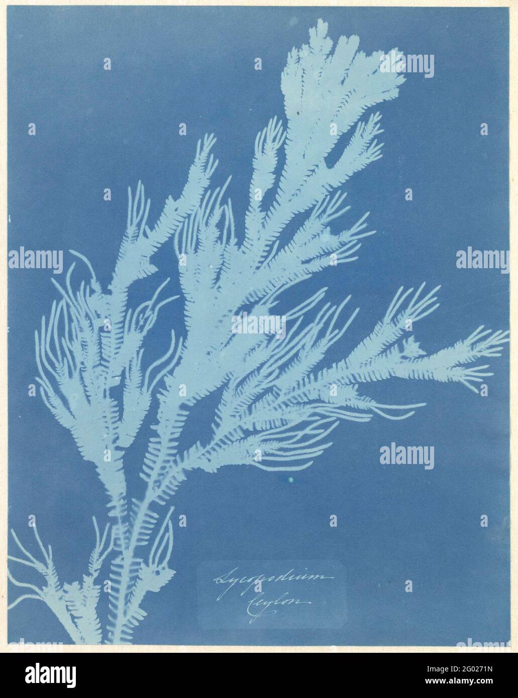 Photogram of a wolf claw (trace plant, lycopodium ceylon); Lycopodium Ceylon. Stock Photo
