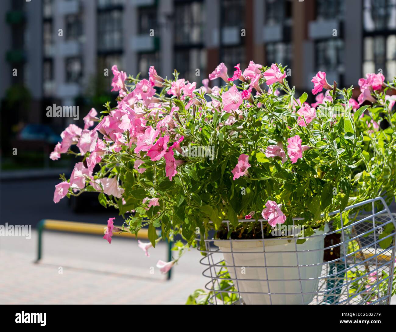 A bush of pink petunias in a pot on the balcony sways in the wind. Pink  petunia flower. Grow in the garden. Blooming in summer Stock Photo - Alamy