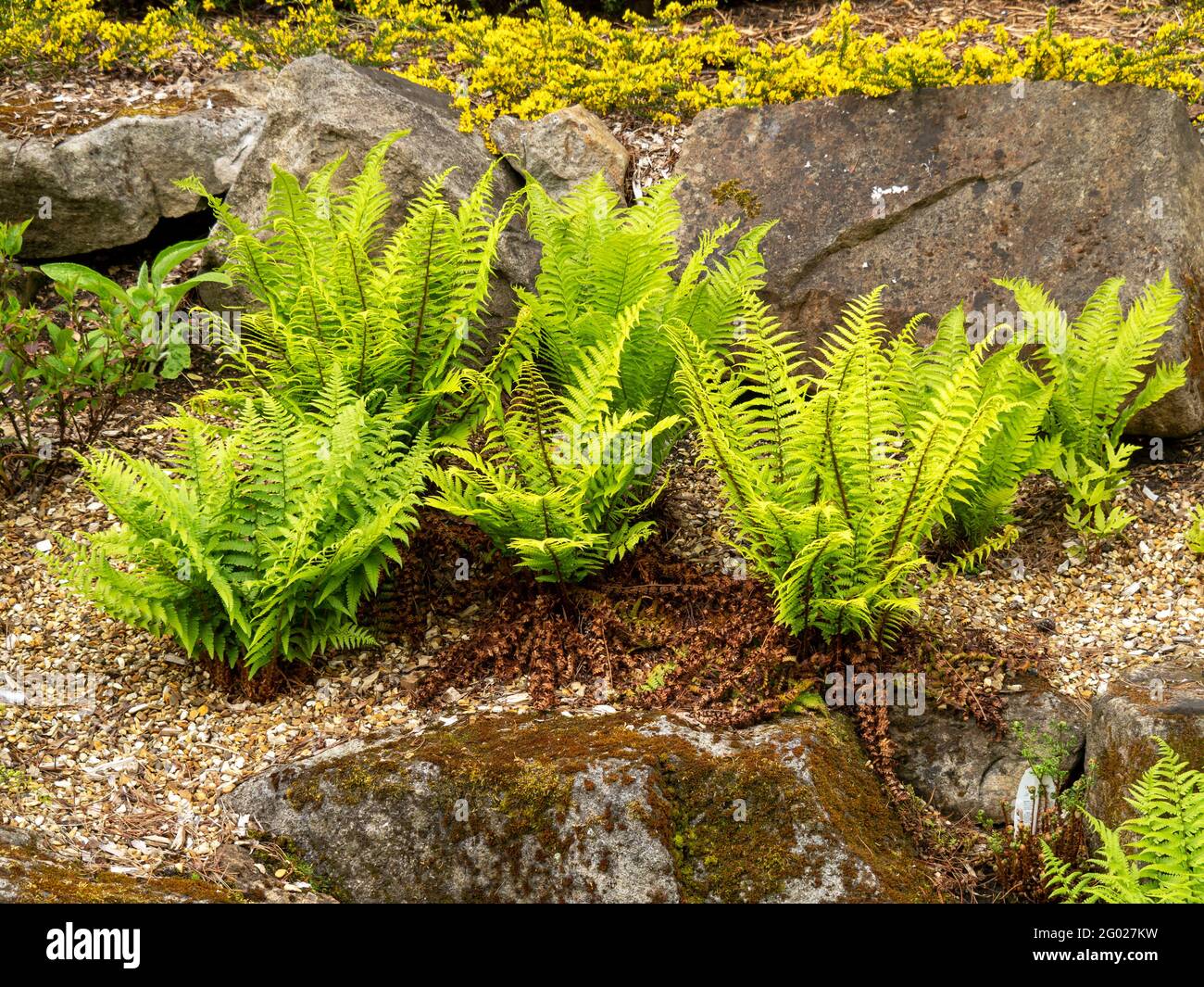 Young ferns growing in a rock garden Stock Photo