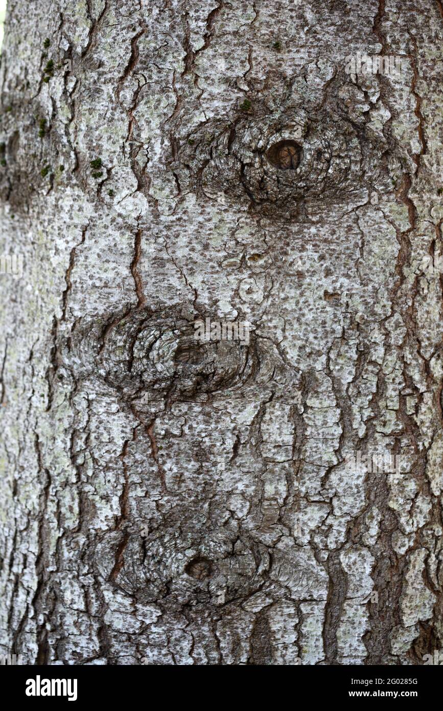 Natural Eye like Formations on Tree Trunk of Mountain Pine Pinus mugo Left By Wound of Broken or Fallen Branch Stock Photo