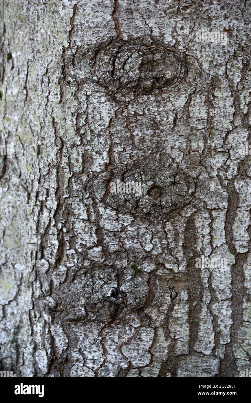 Natural Eye like Formations on Tree Trunk of Mountain Pine Pinus mugo Left By Wound of Broken or Fallen Branch Stock Photo