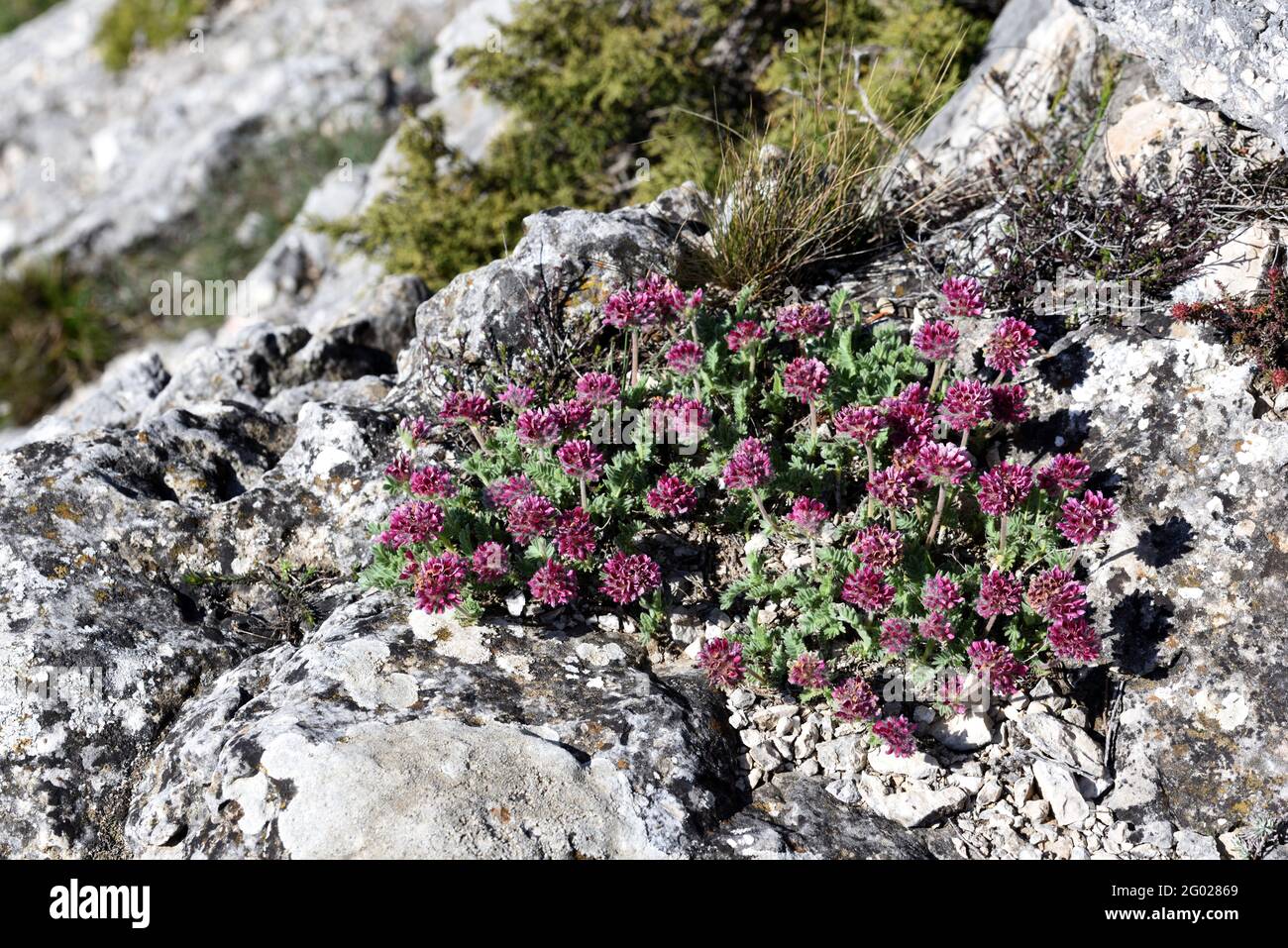 Mountain Kidney Vetch Anthyllis montana Growing on Rocky Slopes of Montagne Sainte-Victoire Mountain Provence France Stock Photo
