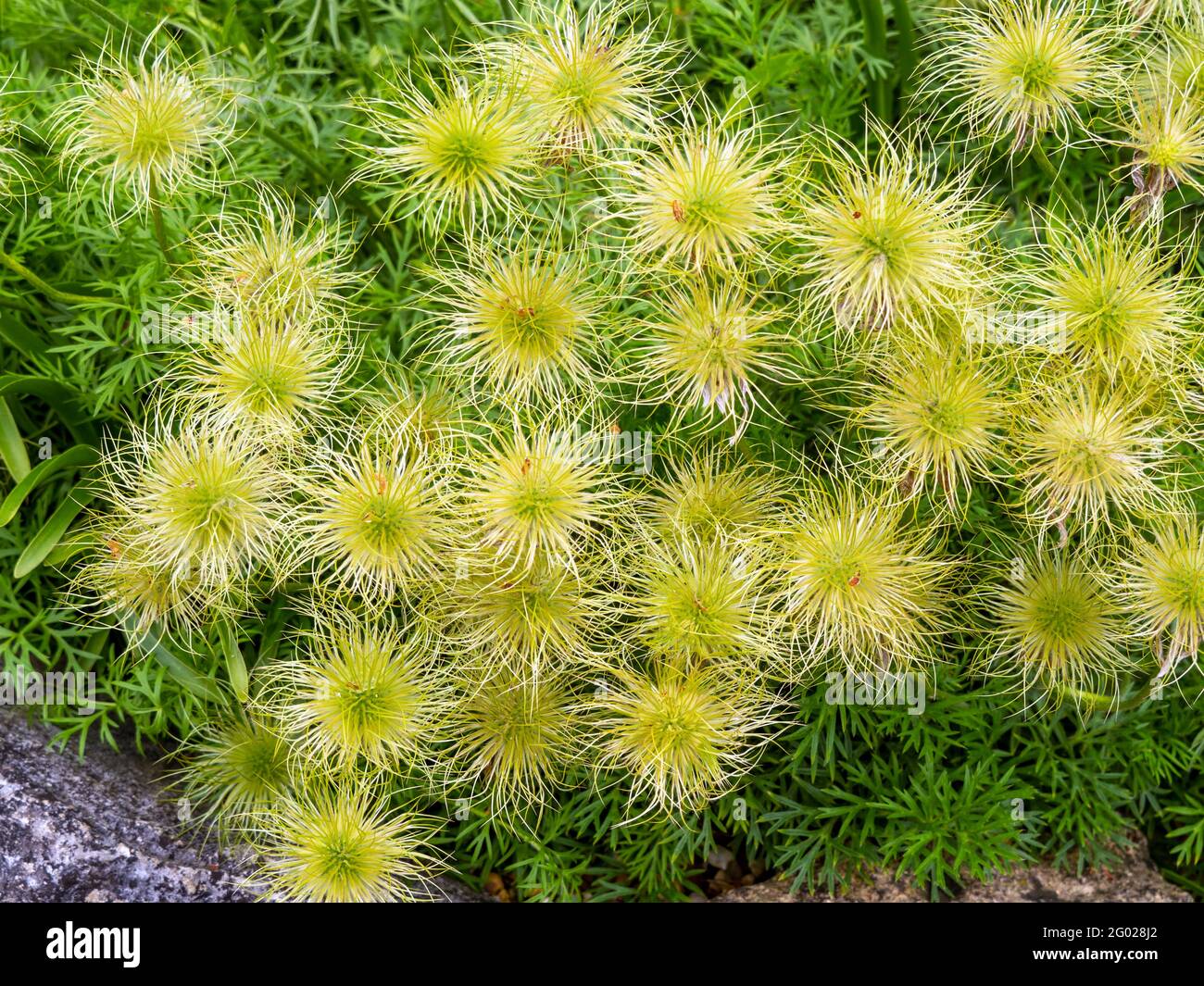 Pasque flower seed heads in a garden Stock Photo Alamy
