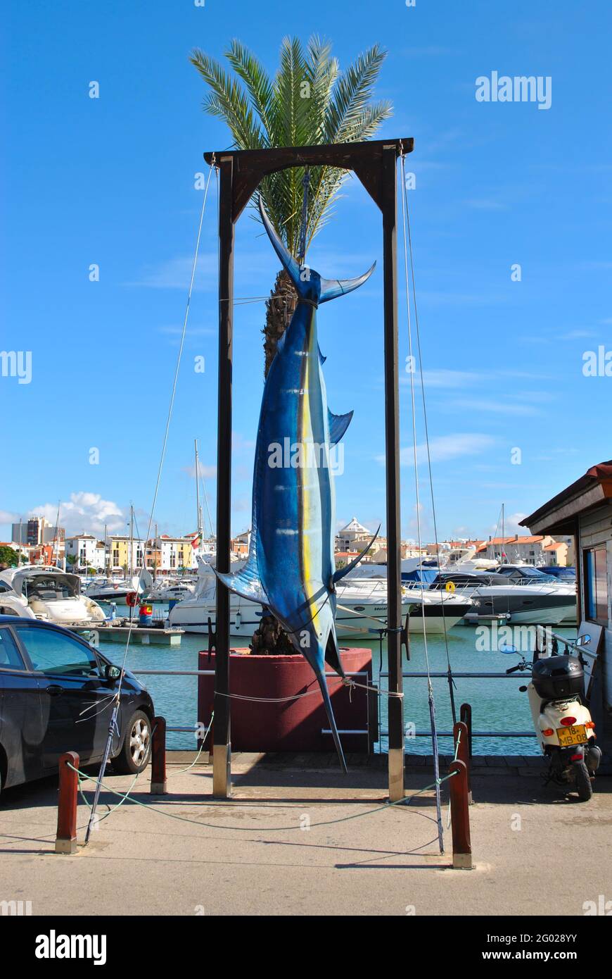 Atlantic blue marlin Latin name Makaira nigricans displayed in Vilamoura harbour on the Algarve Stock Photo