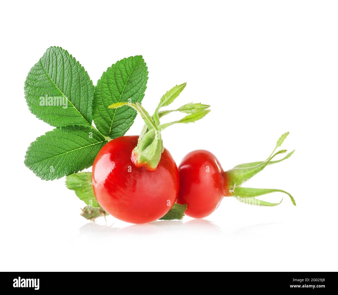 Rose hips isolated on white background Stock Photo - Alamy