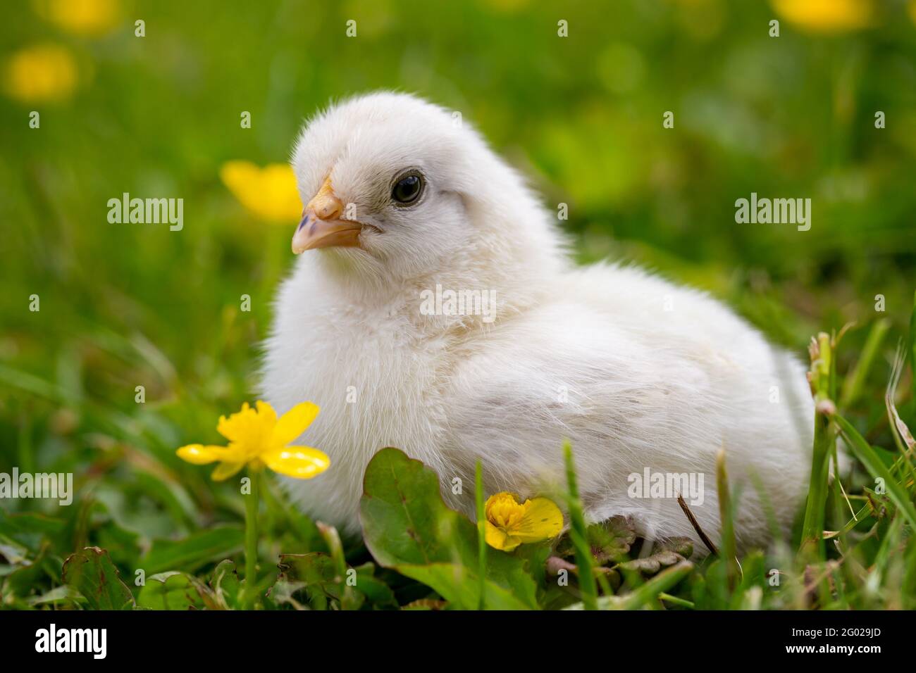 Young chicken on meadow hi-res stock photography and images - Alamy