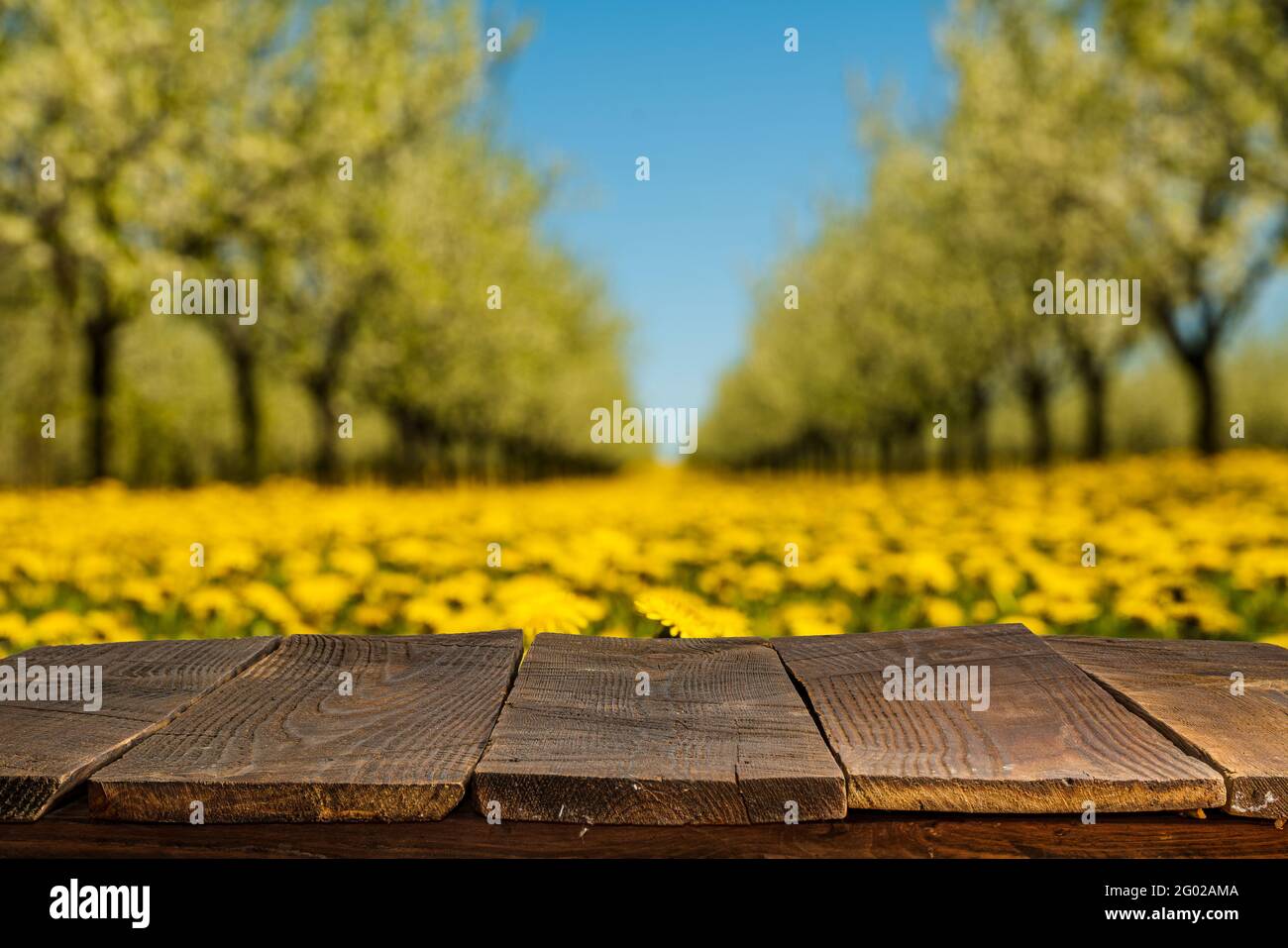 Tree blossom orchard meadow hi-res stock photography and images - Alamy
