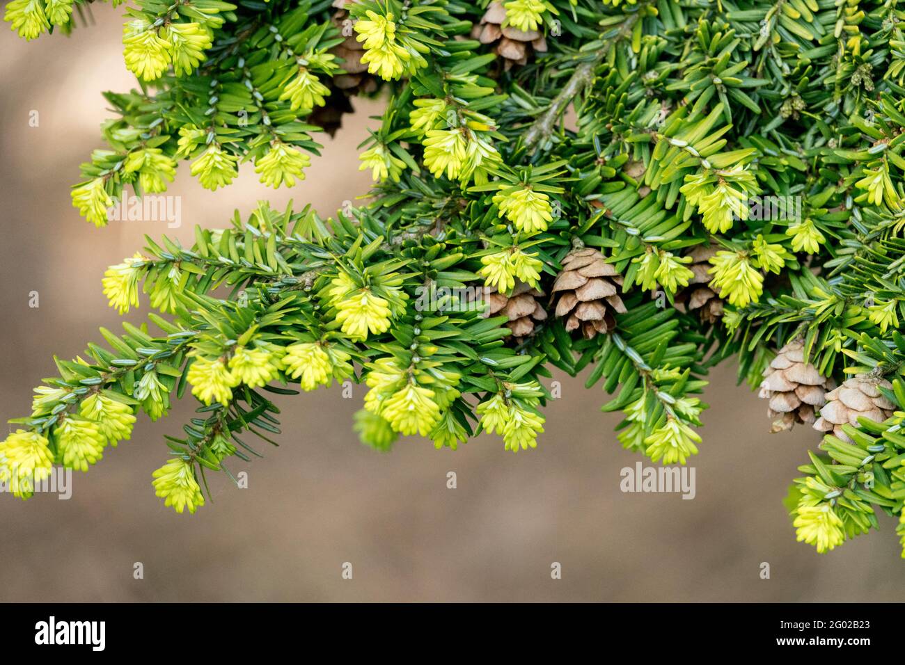 Tsuga canadensis 'Everitts Golden' Tsuga cones on branch in spring Stock Photo