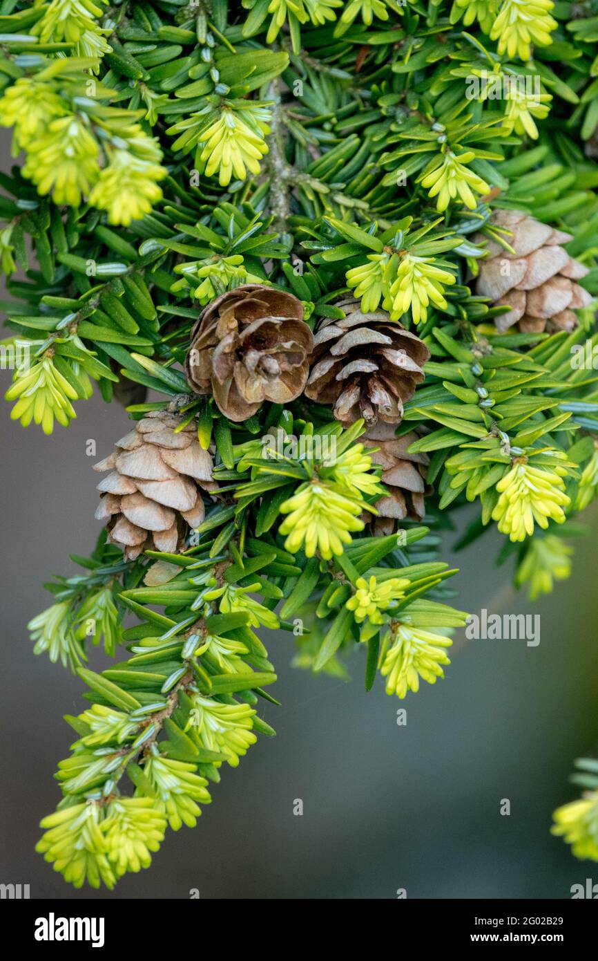 Tsuga canadensis Everitts Golden cones on branch in spring Stock Photo