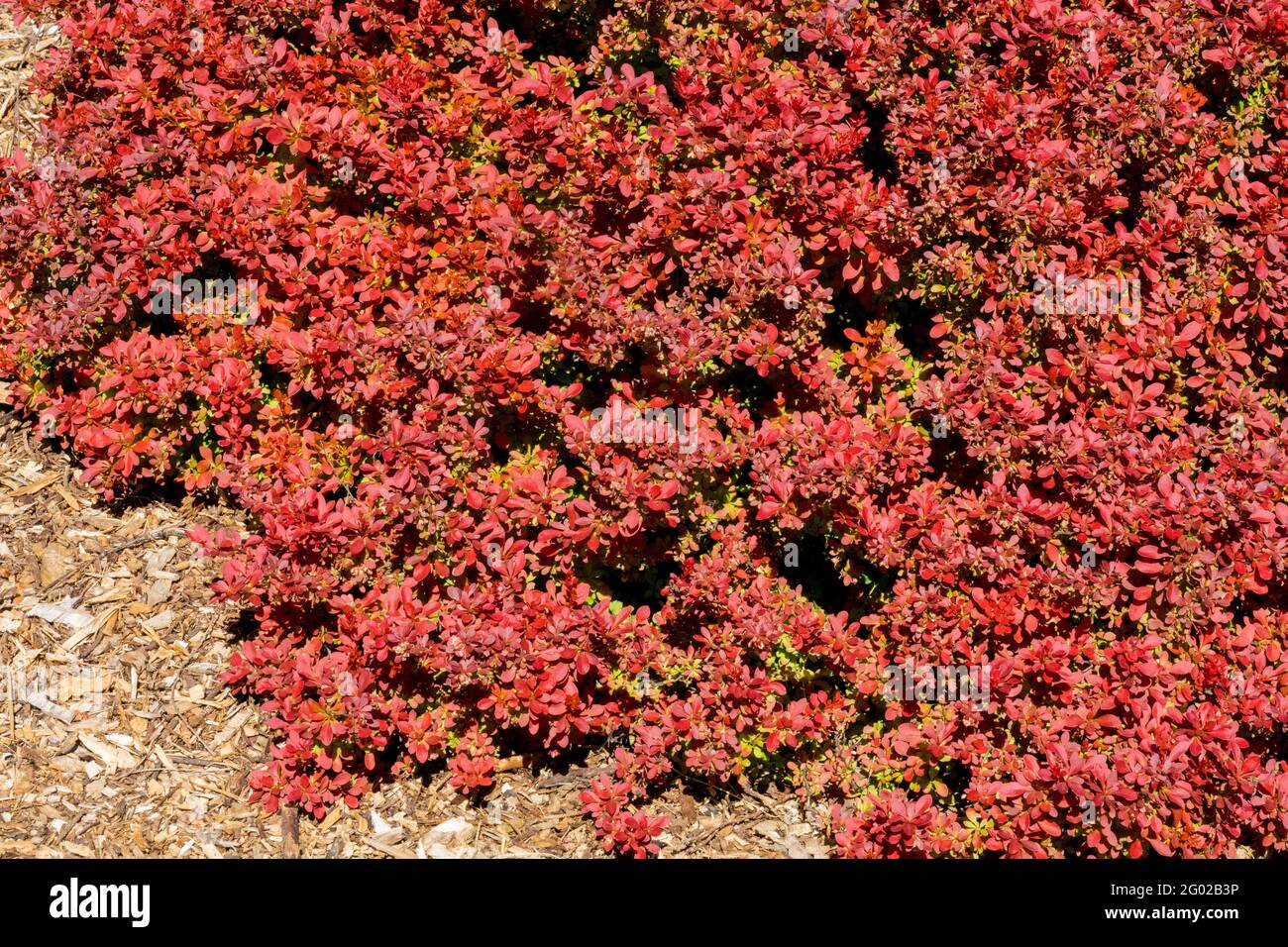 Berberis Admiration Berberis thunbergii Japanese Barberry small shrub in spring Stock Photo