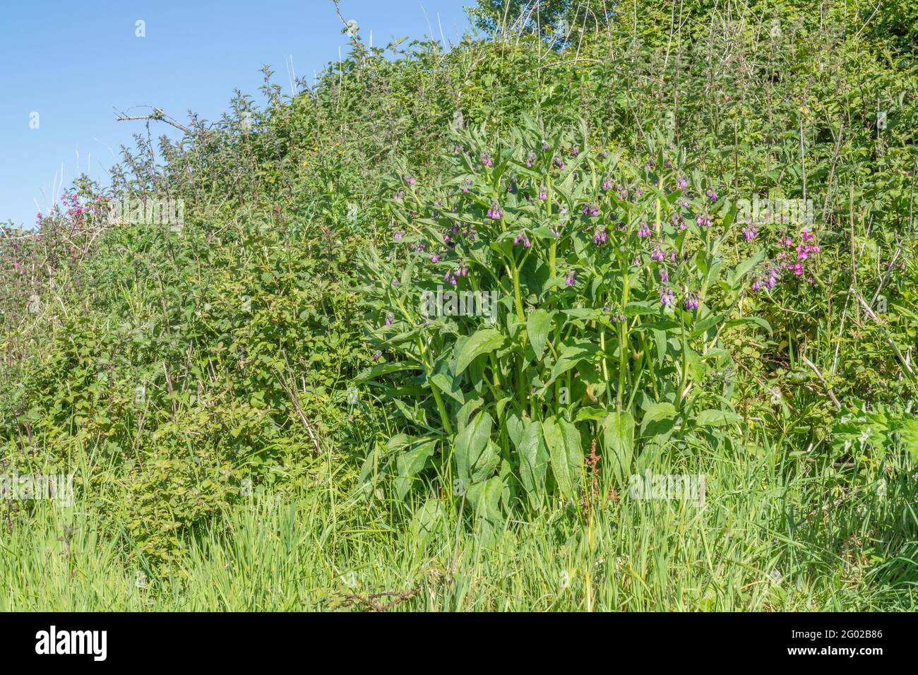 Large clump of medicinal plant Comfrey / Symphytum officinale growing wild, in bright sunshine. Well-known medicinal plant used in herbal remedies. Stock Photo