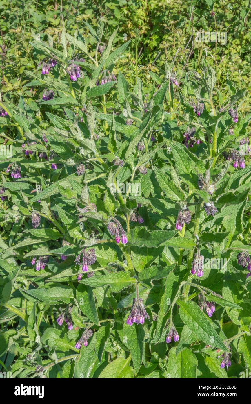 Large clump of medicinal plant Comfrey / Symphytum officinale growing wild, in bright sunshine. Well-known medicinal plant used in herbal remedies. Stock Photo