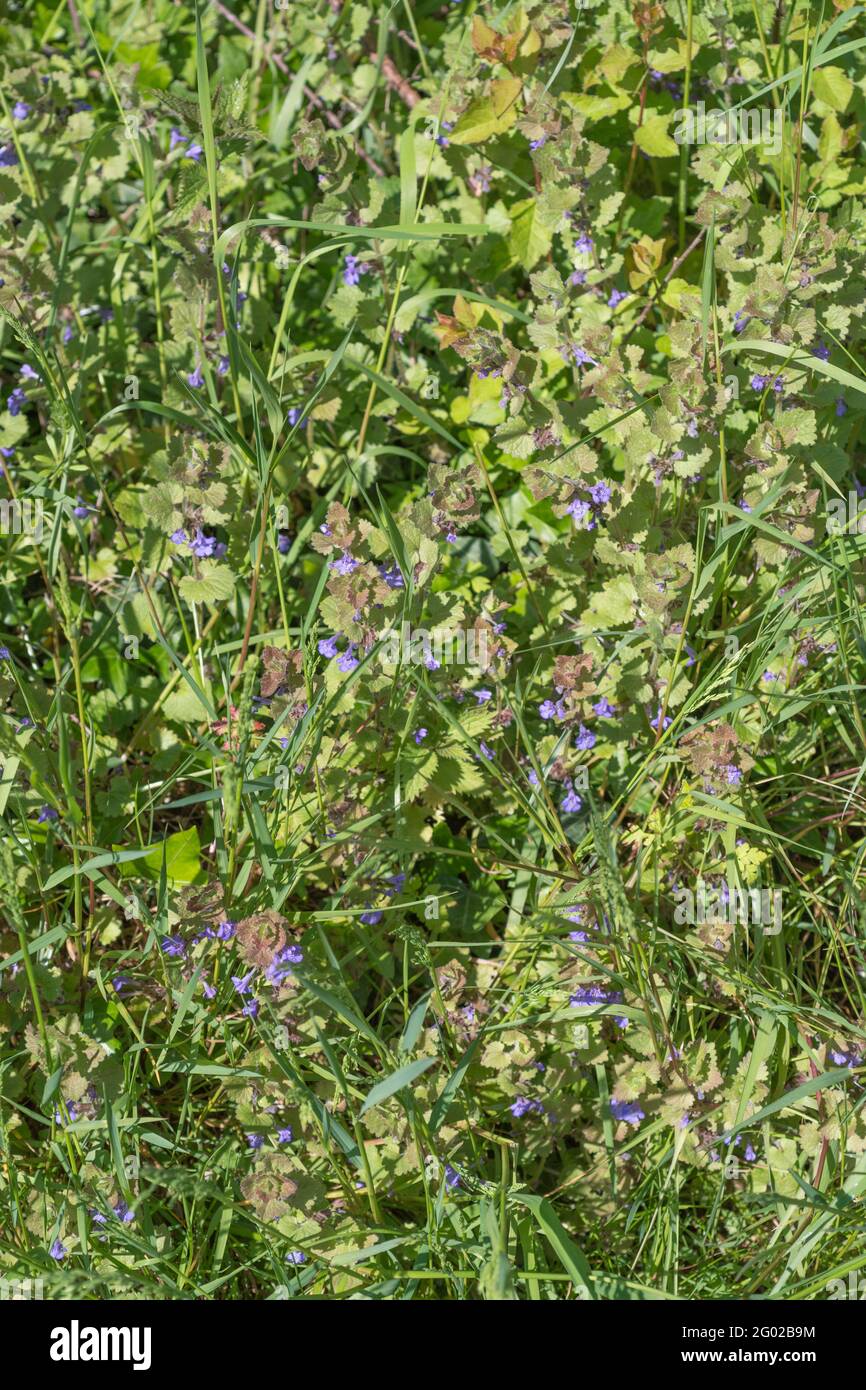 Leaves and flowers of Ground Ivy / Glechoma hederacea growing in sunny hedgerow. Leaves have minty flavour, were used as a tea & in herbal remedies. Stock Photo