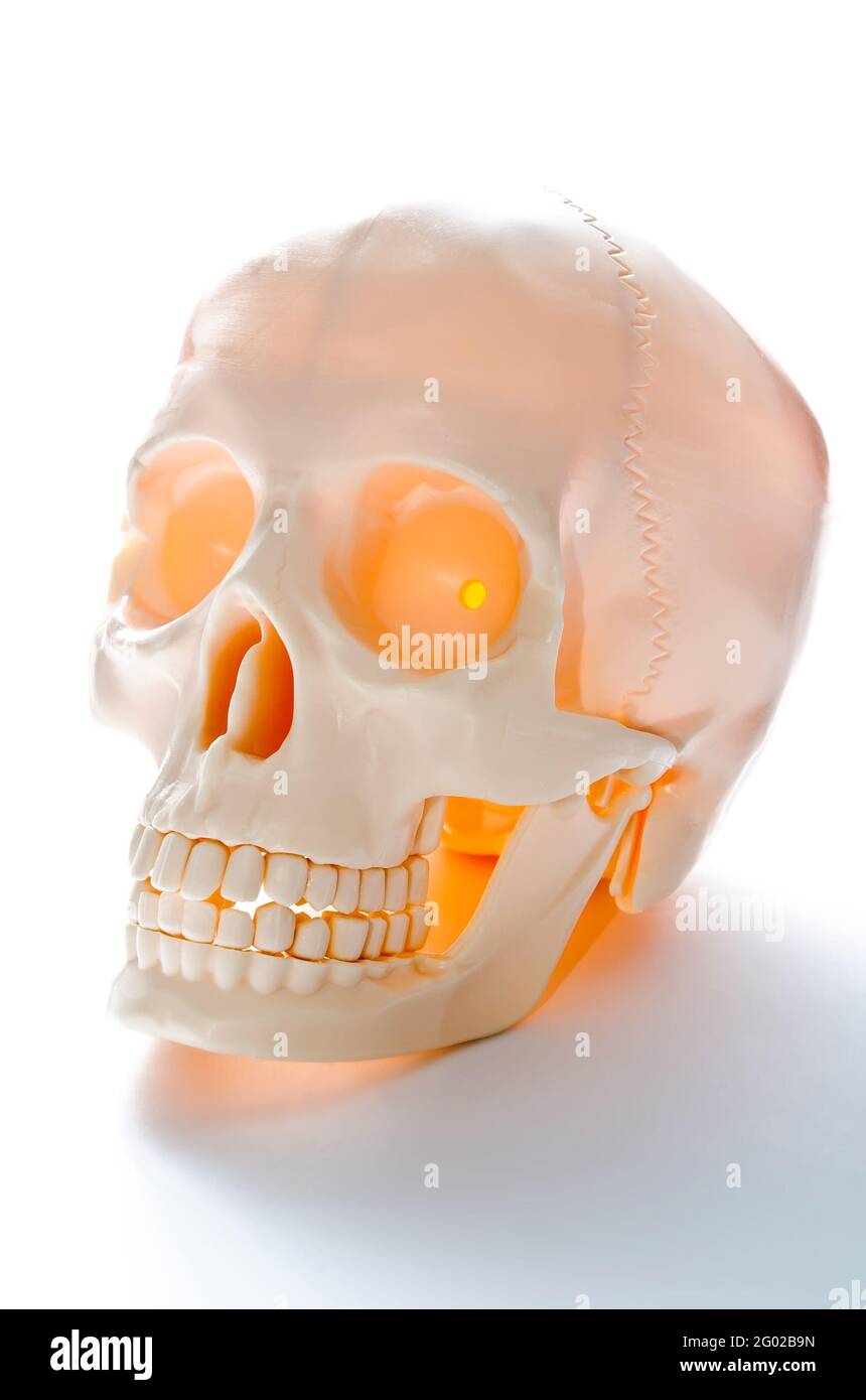 human skull isolated on a white background Stock Photo