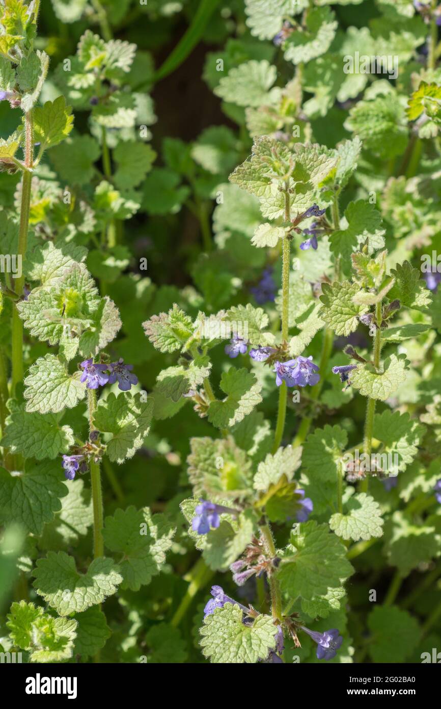 Leaves and flowers of Ground Ivy / Glechoma hederacea growing in sunny hedgerow. Leaves have minty flavour, were used as a tea & in herbal remedies. Stock Photo