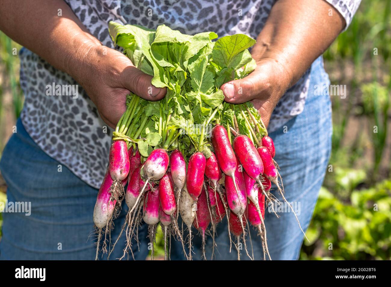 Organic vegetables in farmers hands. Freshly harvested garden produce