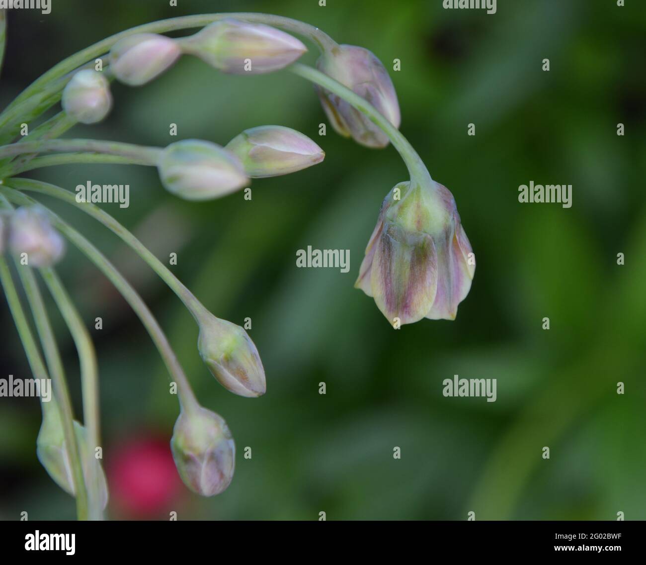 Sicilian Honey Garlic, Cambridge UK, Purely Beautiful and Peaceful Floral Space Stock Photo