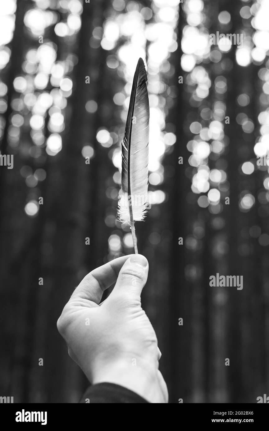 Bird feather in a man's hand on a forest background Stock Photo