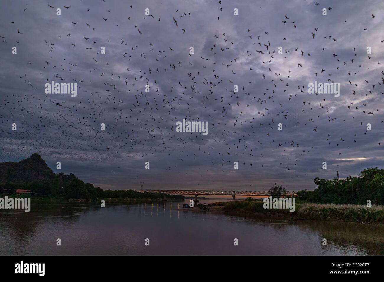 Bats swarming out to hunt for food Stock Photo