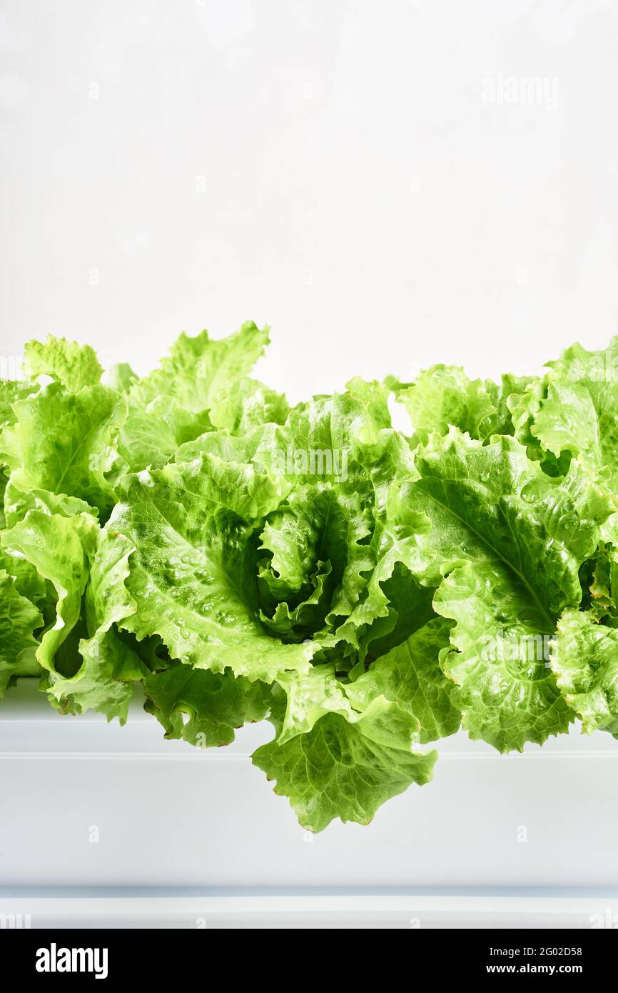 Green planter box hires stock photography and images Alamy