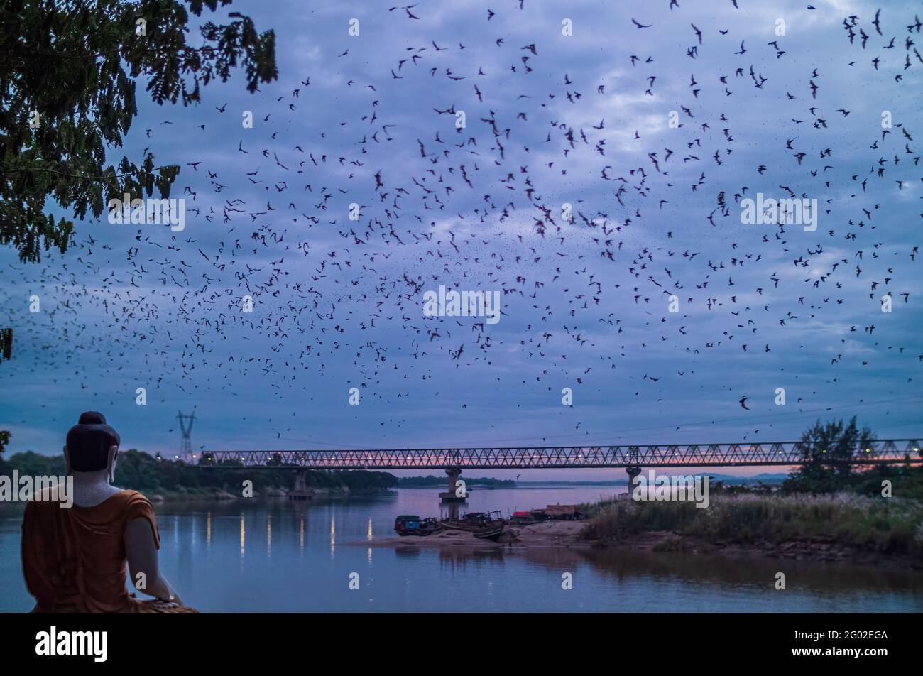 Bats swarming out to hunt for food Stock Photo Alamy