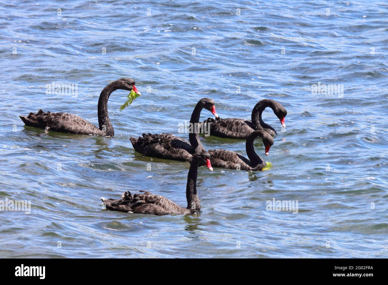 Schwarzer Schwan oder Trauerschwan / Black Swan / Cygnus atratus Stock  Photo - Alamy