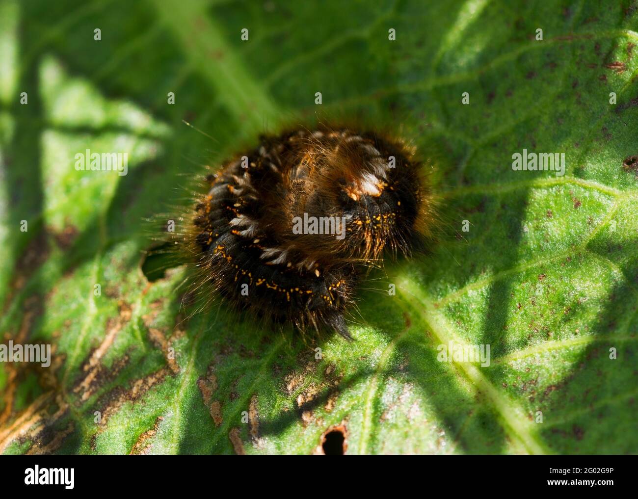 Caterpillar foliovore hires stock photography and images Alamy